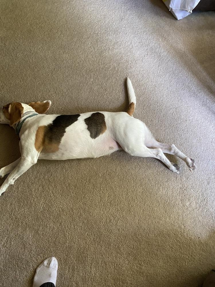 Dylan, a Adoptable mixed breed image 2/4