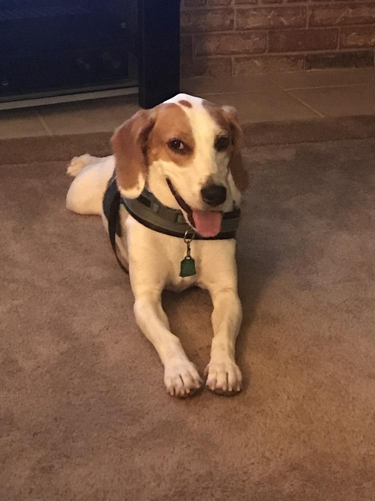 Dylan, a Adoptable mixed breed image 3/4