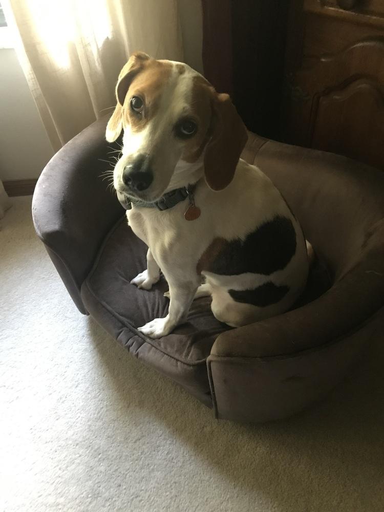 Dylan, a Adoptable mixed breed image 4/4