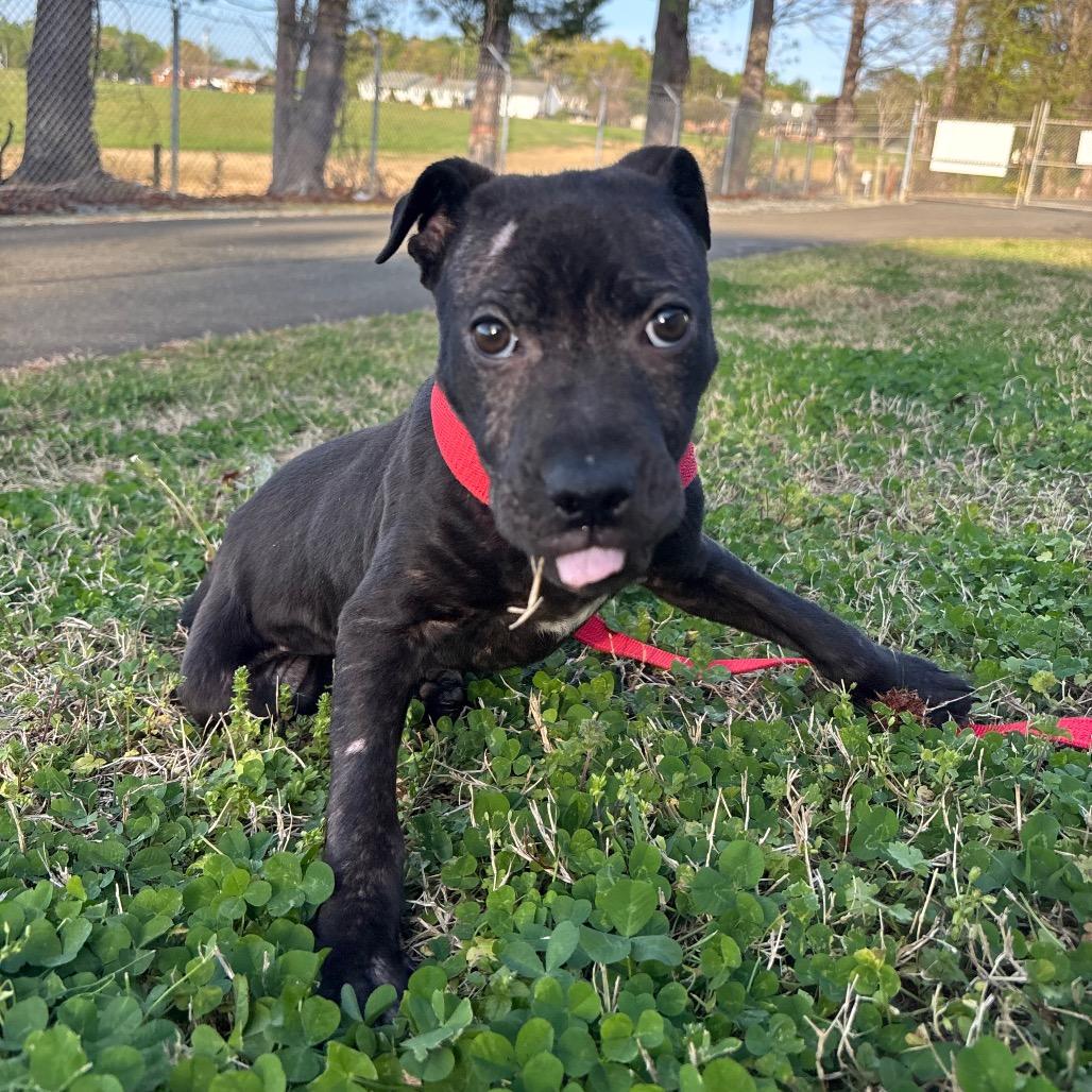 Enlarge Naomi, a Adoptable mixed breed in Roxboro, NC image 1/5