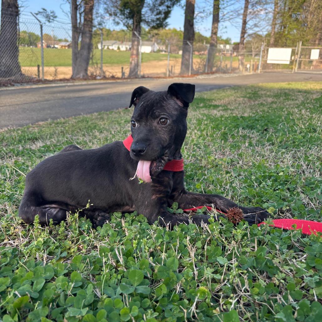 Enlarge Naomi, a Adoptable mixed breed in Roxboro, NC image 2/5