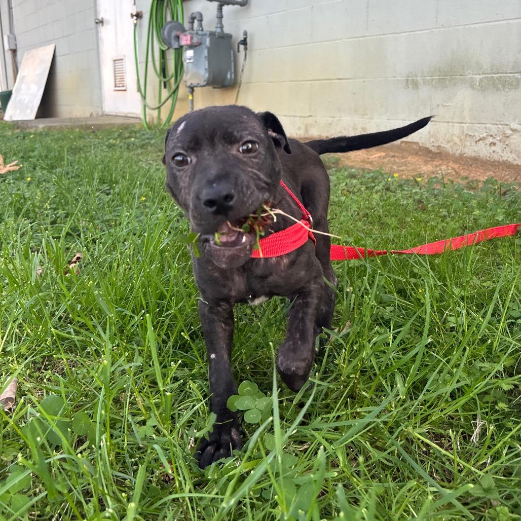 Enlarge Naomi, a Adoptable mixed breed in Roxboro, NC image 3/5