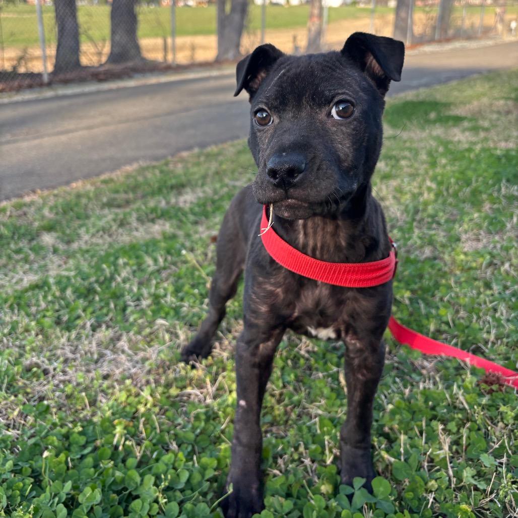 Enlarge Naomi, a Adoptable mixed breed in Roxboro, NC image 4/5