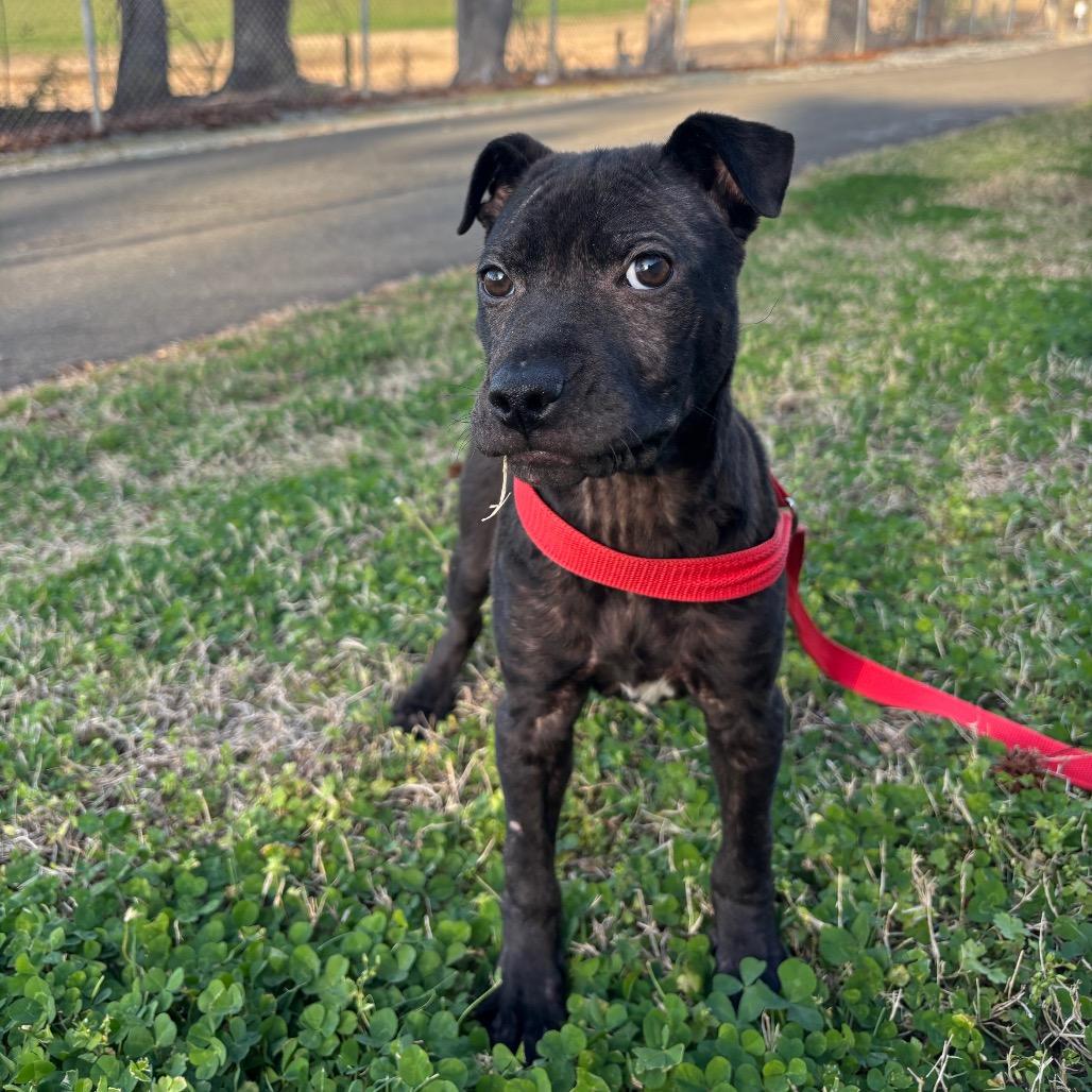 Enlarge Naomi, a Adoptable mixed breed in Roxboro, NC image 5/5