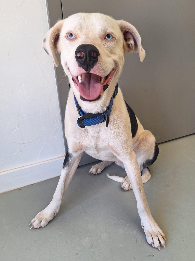 Enlarge Zane, a Adoptable mixed breed in Noble, OK image 1/3