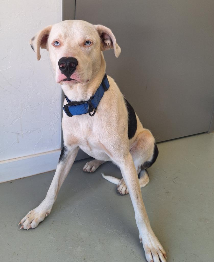 Enlarge Zane, a Adoptable mixed breed in Noble, OK image 2/3