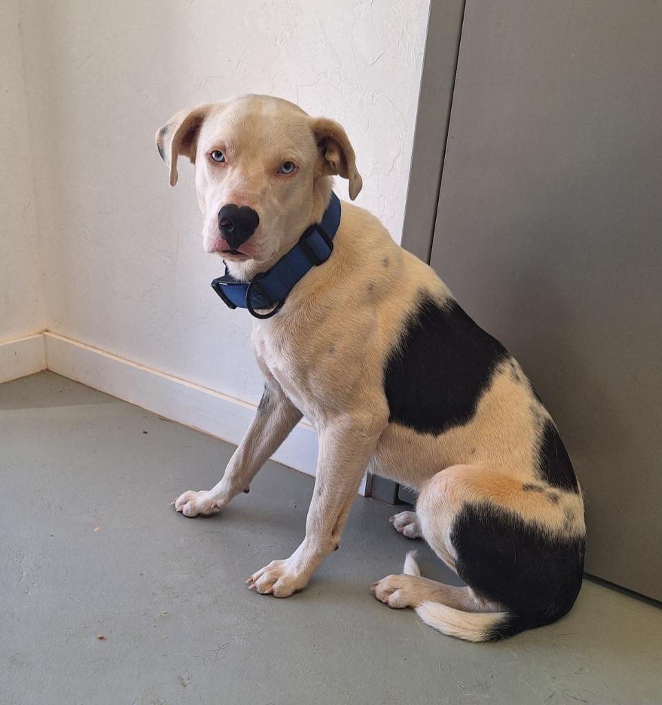 Enlarge Zane, a Adoptable mixed breed in Noble, OK image 3/3