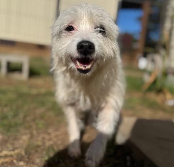 Flora Mae in TX, Adoptable, Adult Female Terrier.