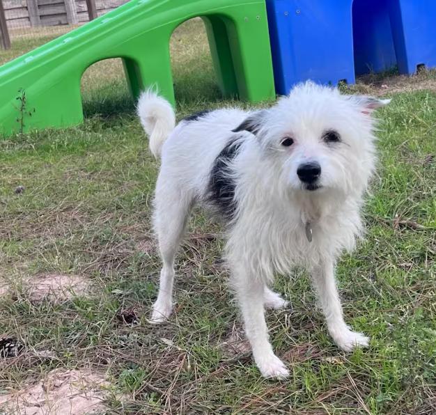 Enlarge Flora Mae in TX, a Adoptable Terrier in Cranston, RI image 2/3