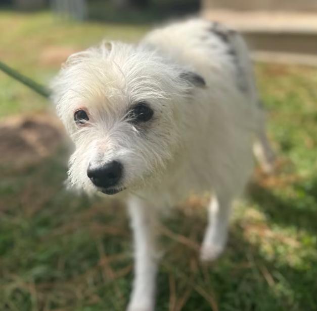 Enlarge Flora Mae in TX, a Adoptable Terrier in Cranston, RI image 3/3