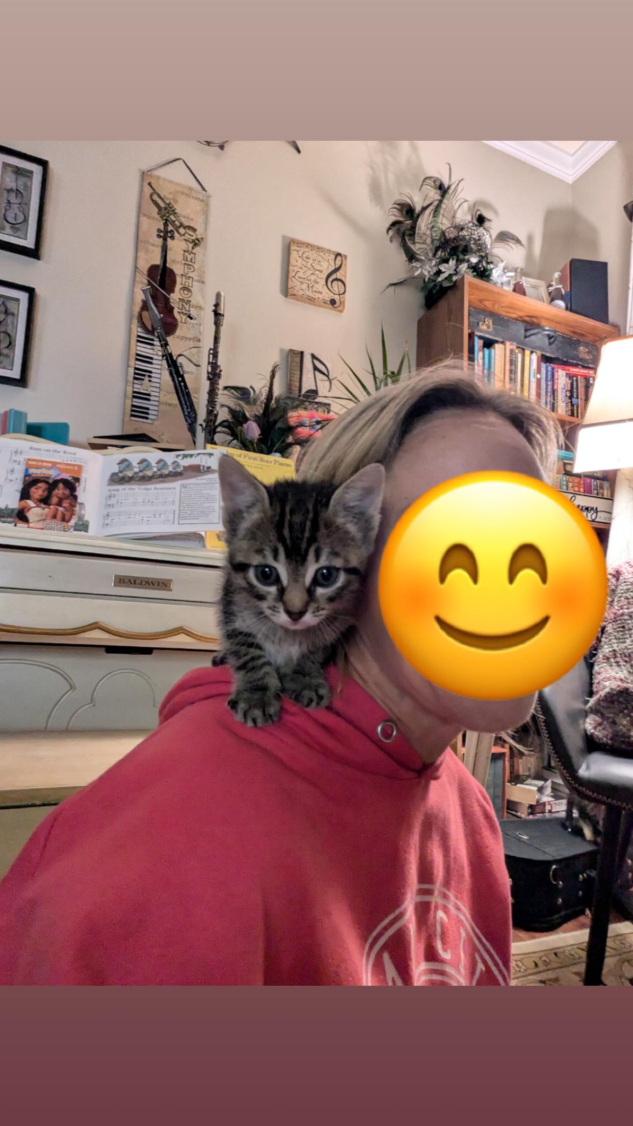 Enlarge Ella, a Adoptable Domestic Short Hair in Columbia, MD image 2/2