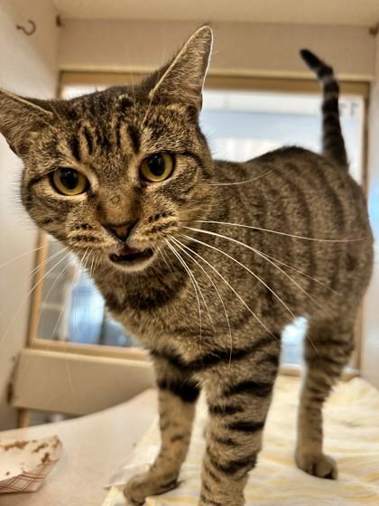 Megan, Adoptable, Adult Female Domestic Short Hair & Domestic Short Hair.