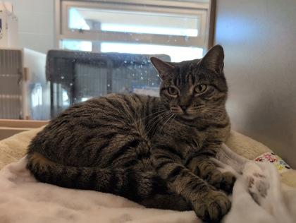 Megan, Adoptable, Adult Female Domestic Short Hair & Domestic Short Hair.