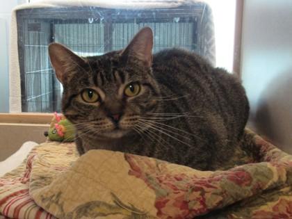 Megan, a Adoptable mixed breed in Palm Coast, FL image 2/3