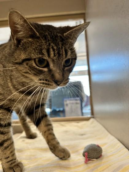 Enlarge Megan, a Adoptable mixed breed in Palm Coast, FL image 3/3