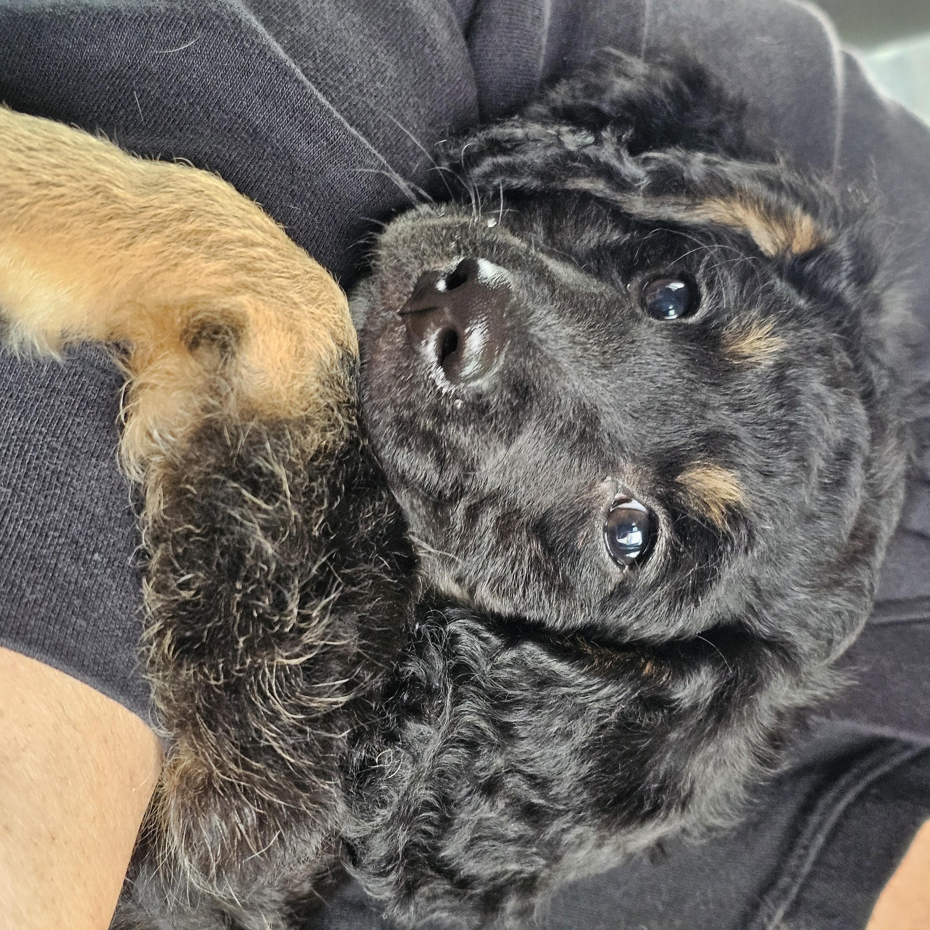 Coco, a Adoptable mixed breed in Salinas, CA image 4/4