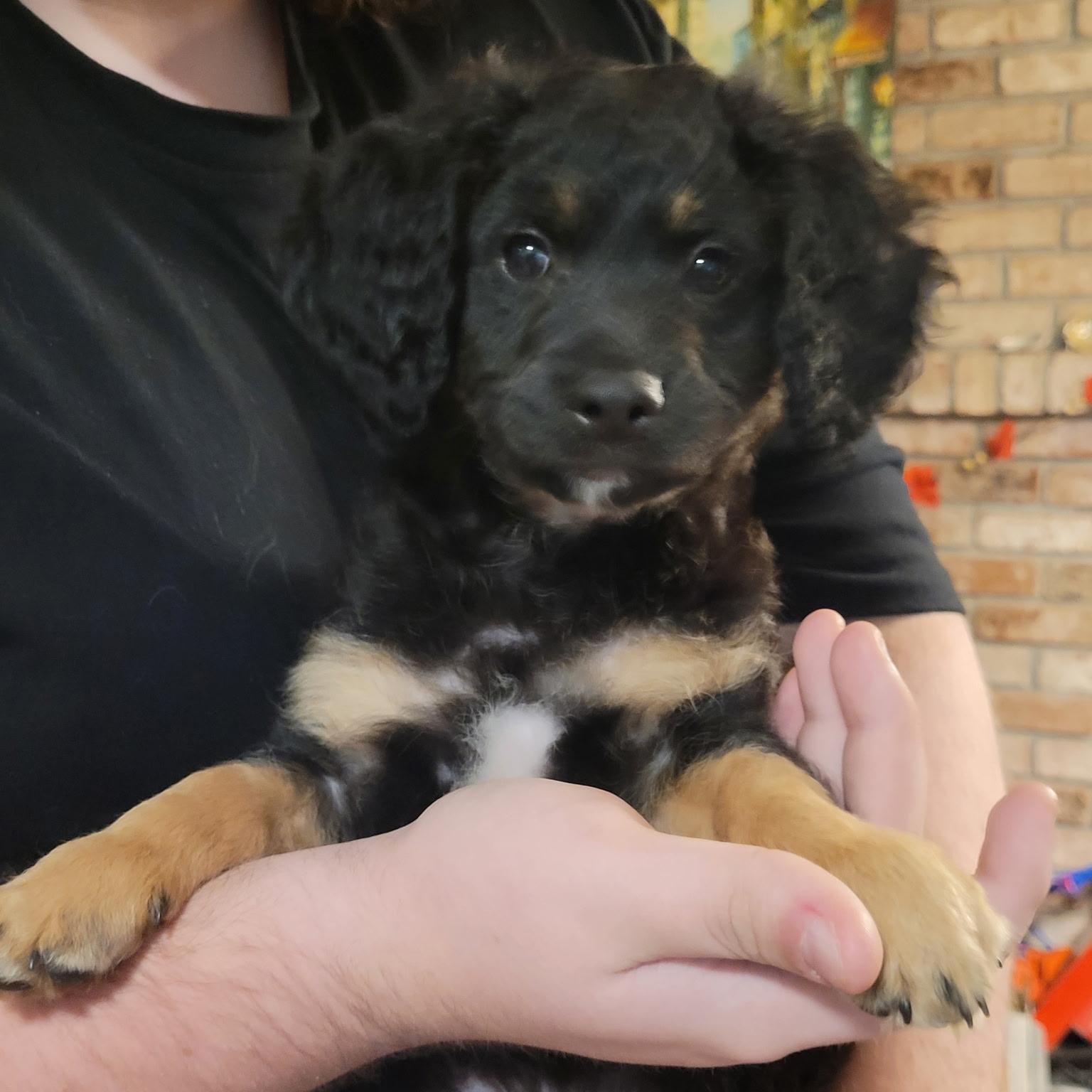 Coco, Adoptable, Puppy Male Terrier & Cocker Spaniel.