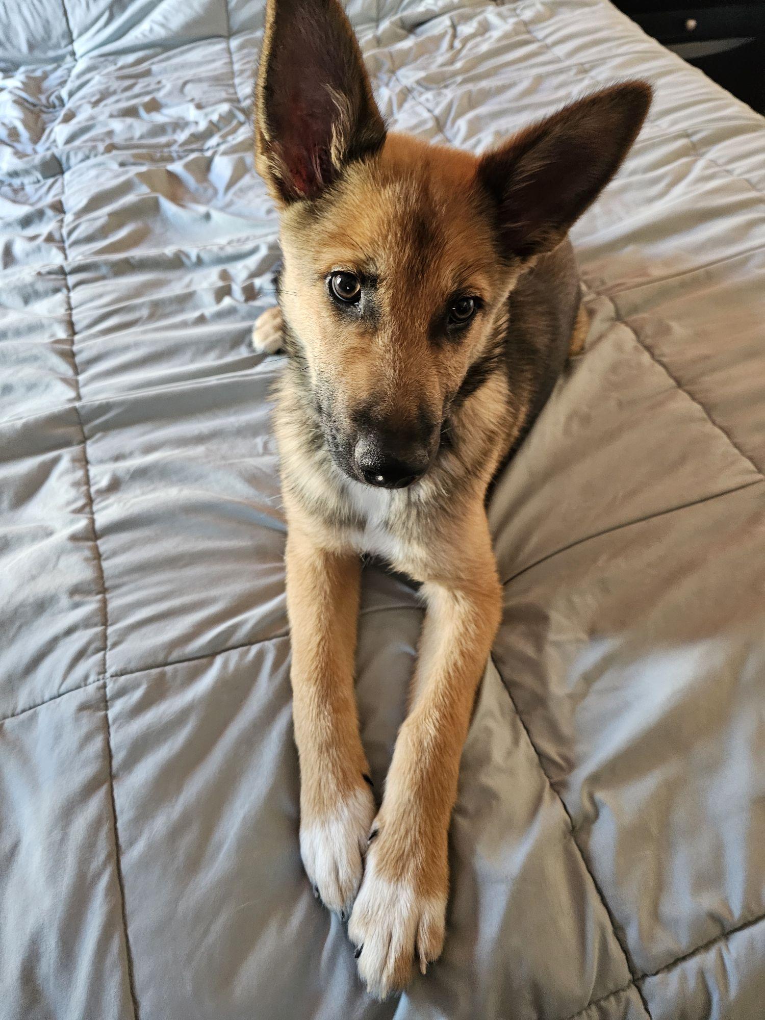 Enlarge LEANNE the sweetest Shepsky, a ADOPTABLE mixed breed in Long Beach, CA image 3/6
