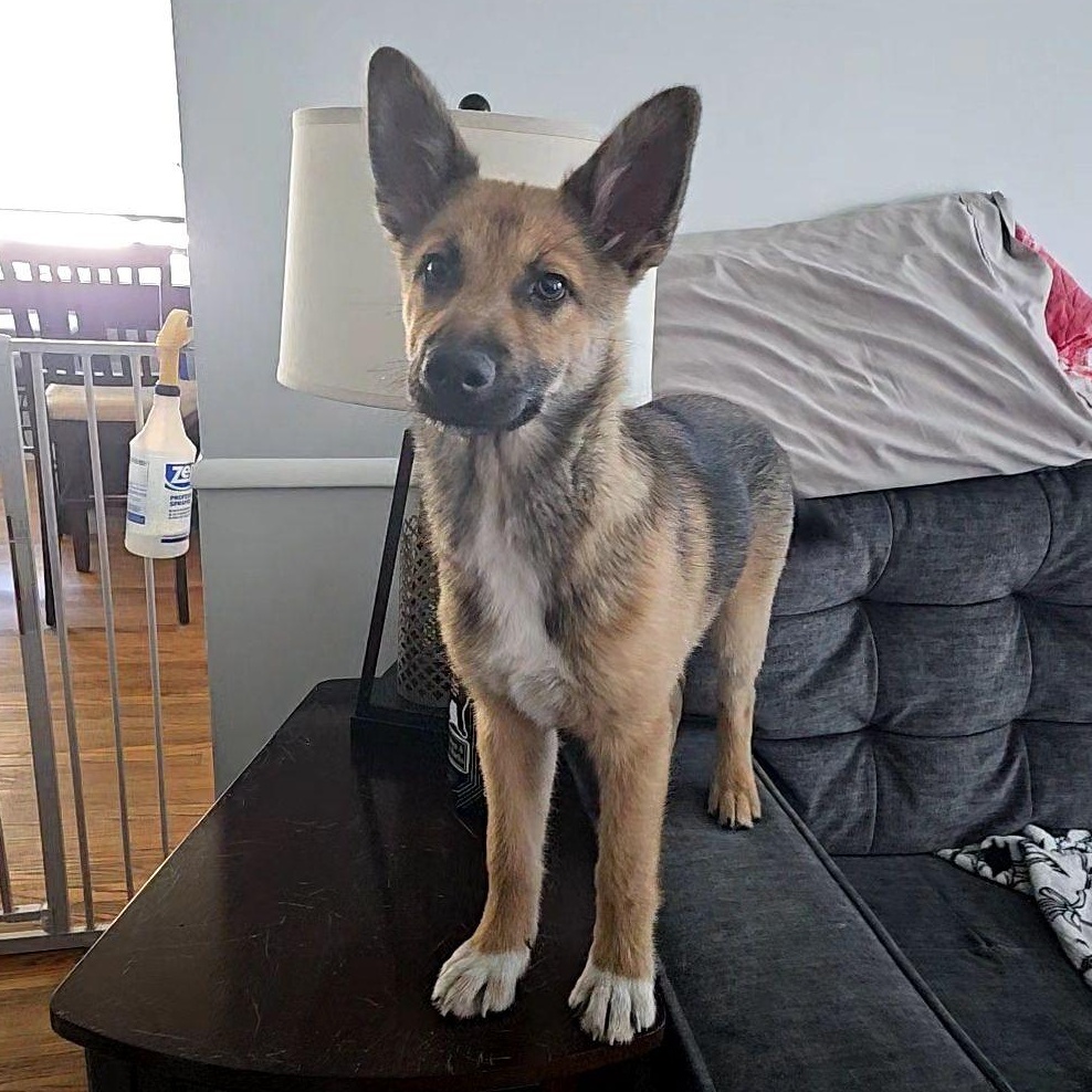 Enlarge LEANNE the sweetest Shepsky, a ADOPTABLE mixed breed in Long Beach, CA image 6/6