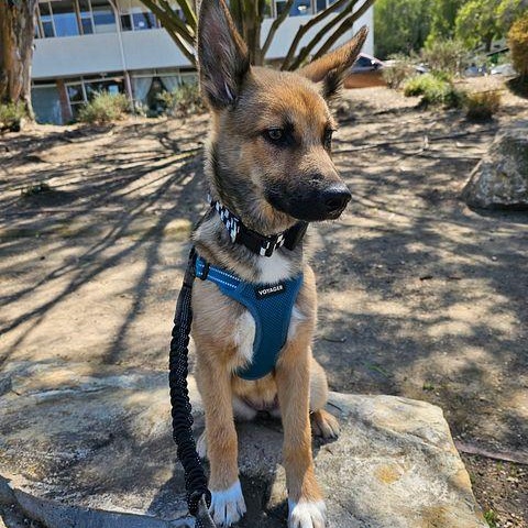 Enlarge LEANNE the sweetest Shepsky, a ADOPTABLE mixed breed in Long Beach, CA image 2/6