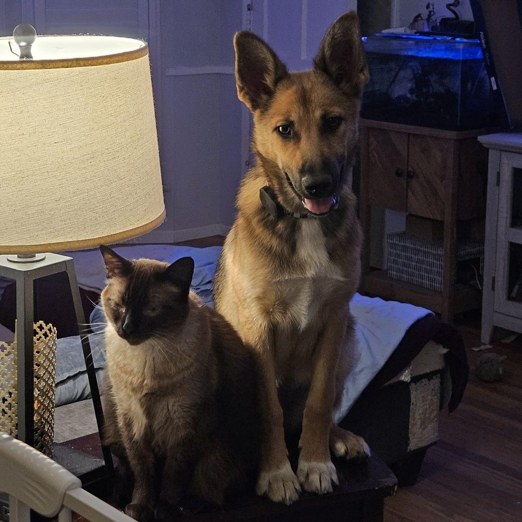 Enlarge LEANNE the sweetest Shepsky, a ADOPTABLE mixed breed in Long Beach, CA image 1/6