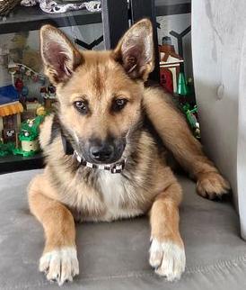 Enlarge LEANNE the sweetest Shepsky, a ADOPTABLE mixed breed in Long Beach, CA image 4/6