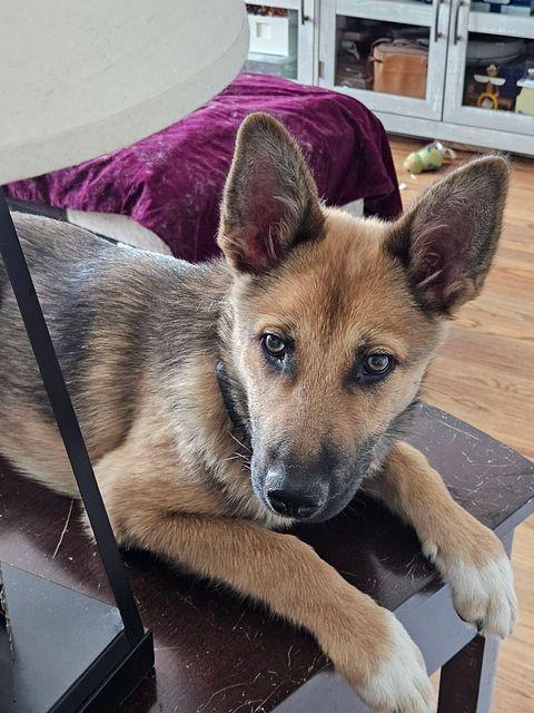 Enlarge LEANNE the sweetest Shepsky, a ADOPTABLE mixed breed in Long Beach, CA image 5/6