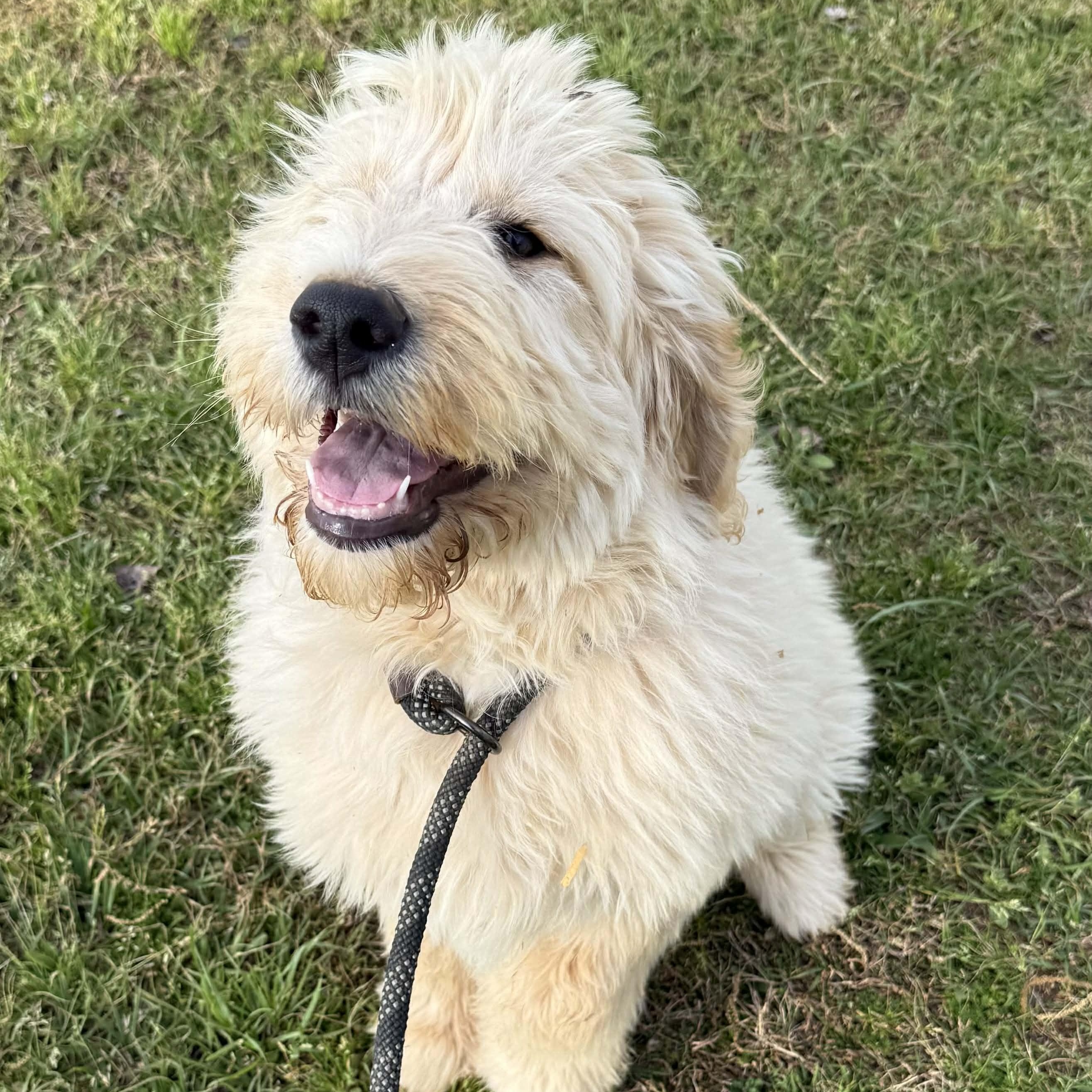 Marianne - Home Visit in Process, adopted, Puppy Female Goldendoodle.
