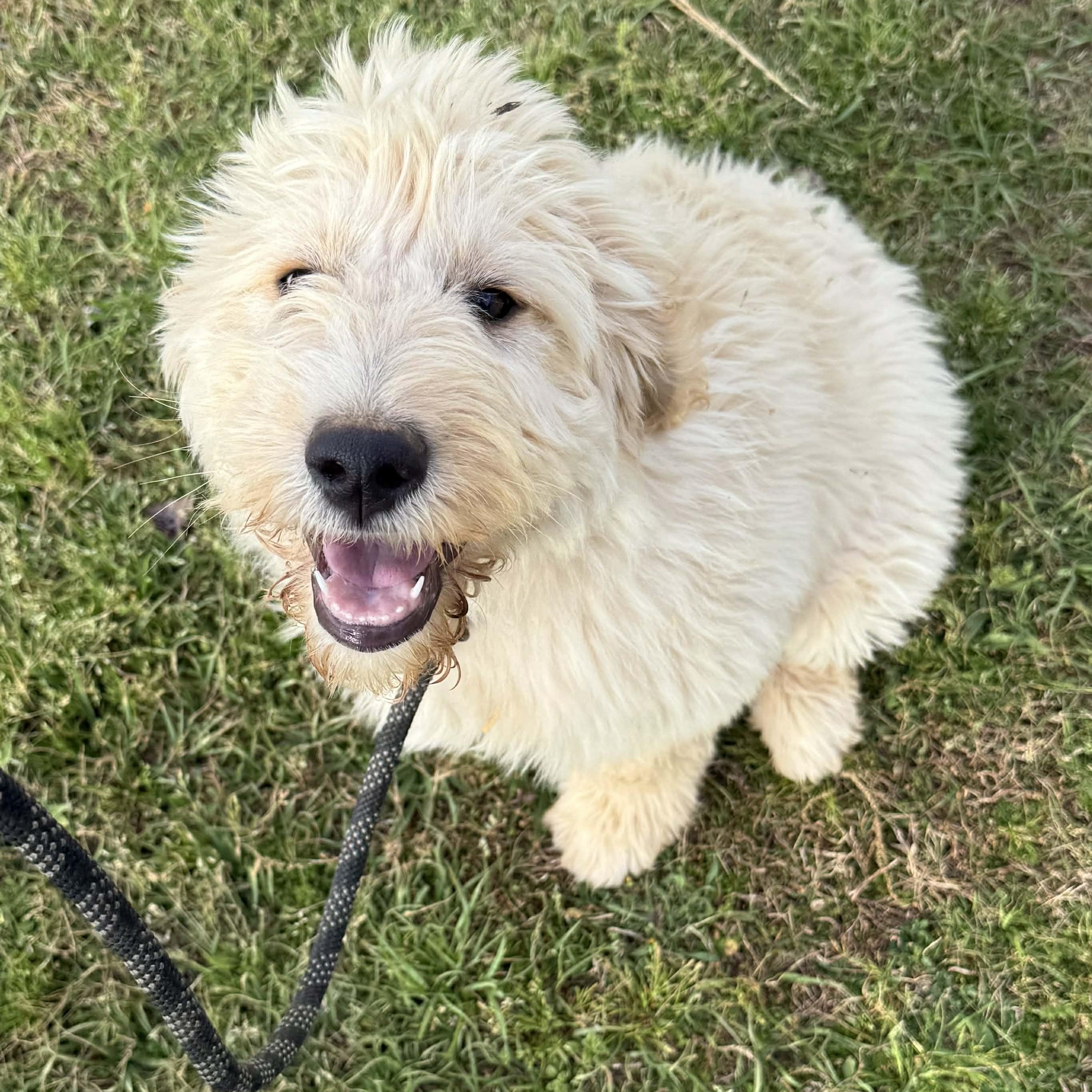 Enlarge Marianne - Home Visit in Process, an adopted Goldendoodle in Hartland, WI image 2/2