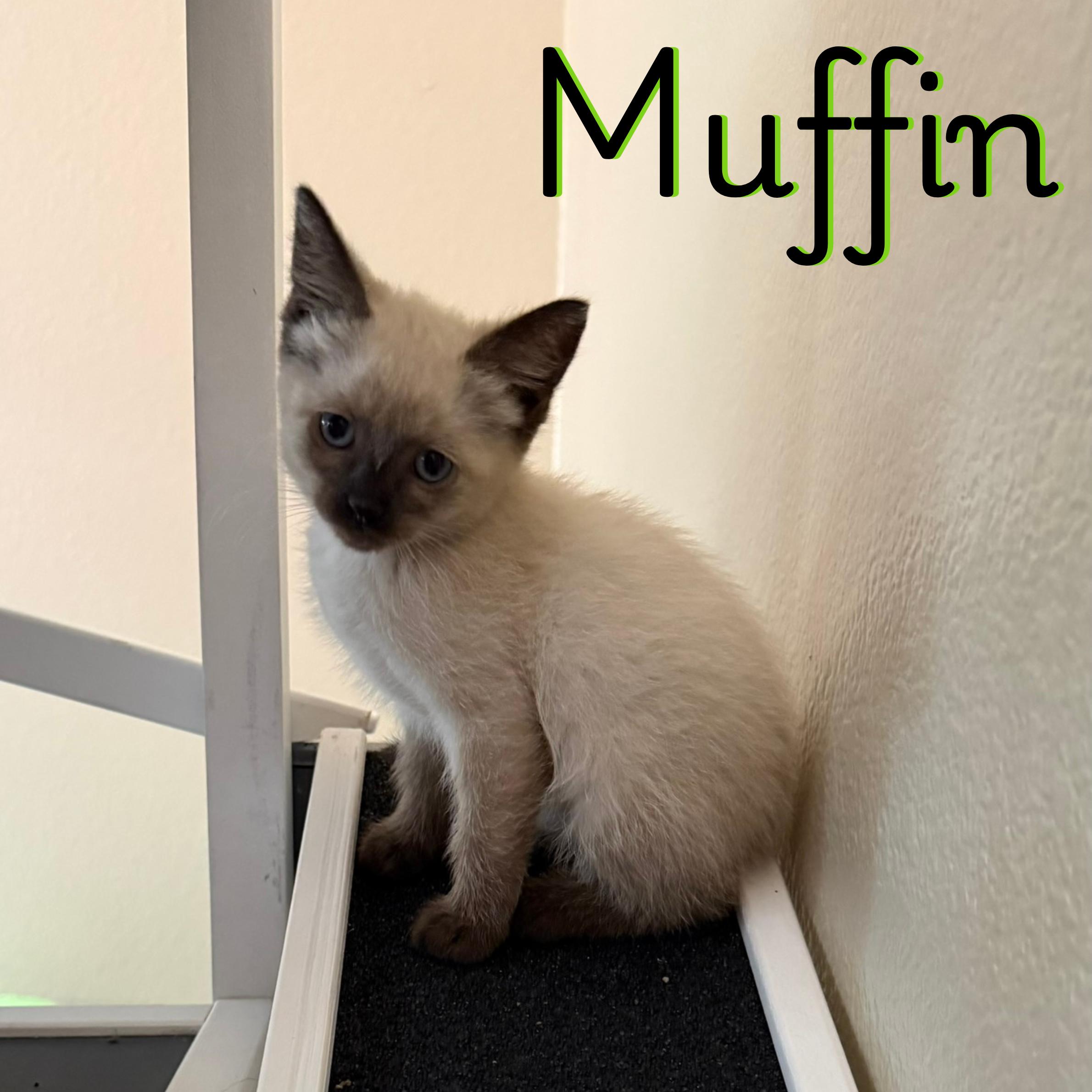 Enlarge Muffin, a Adoptable Siamese in Glendale, AZ image 1/1