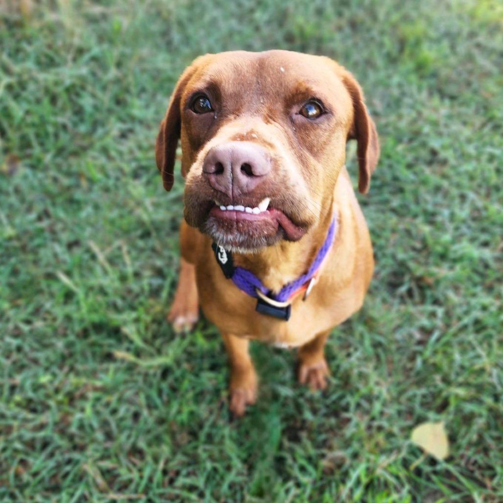 Aphrodite, Adoptable, Adult Female Mixed Breed.