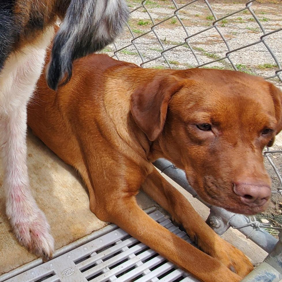 Aphrodite, a Adoptable Mixed Breed in Denison, TX image 2/6