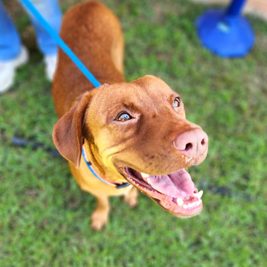 Aphrodite, a Adoptable Mixed Breed in Denison, TX image 3/6