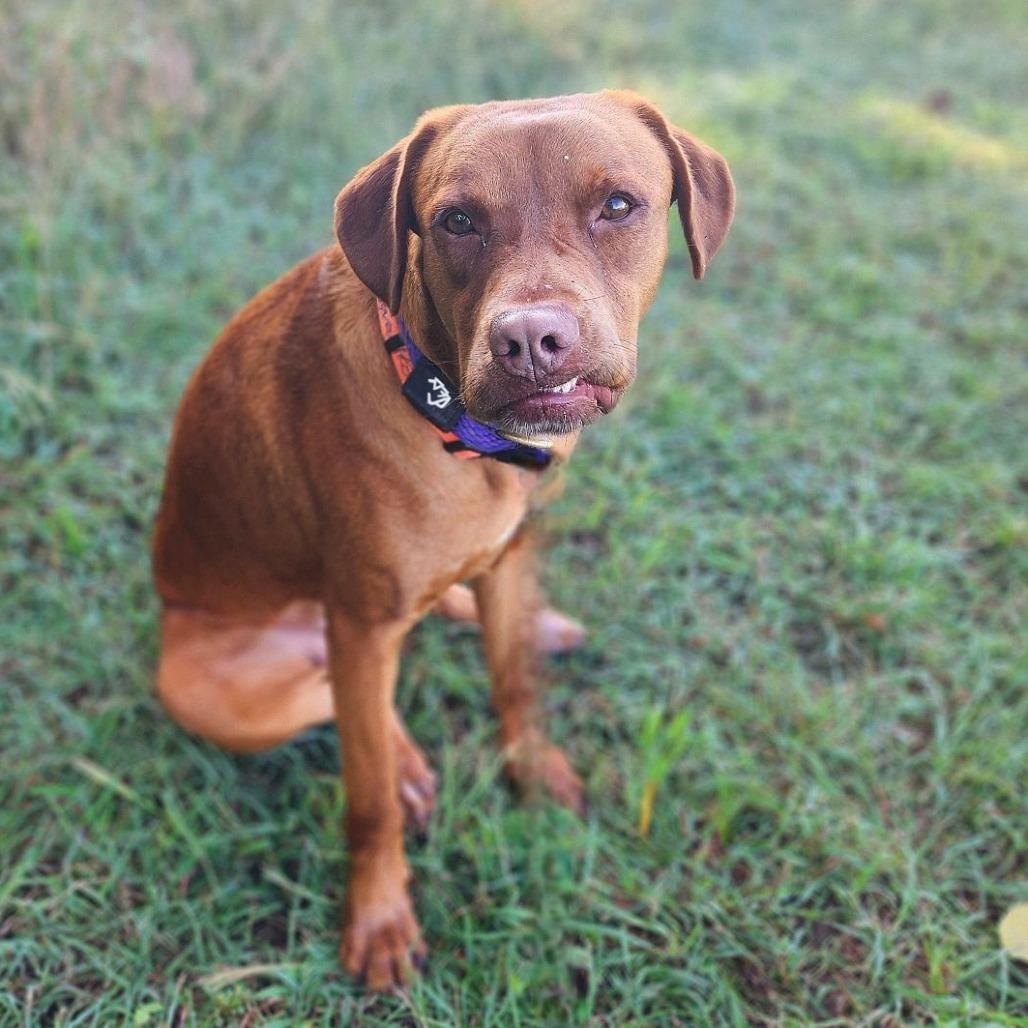 Aphrodite, a Adoptable Mixed Breed in Denison, TX image 4/6