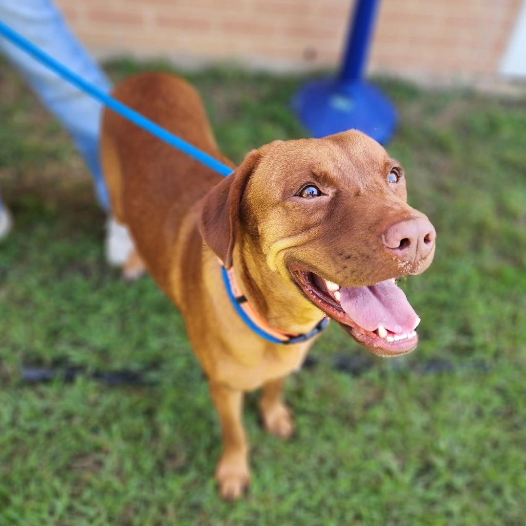 Aphrodite, a Adoptable Mixed Breed in Denison, TX image 5/6