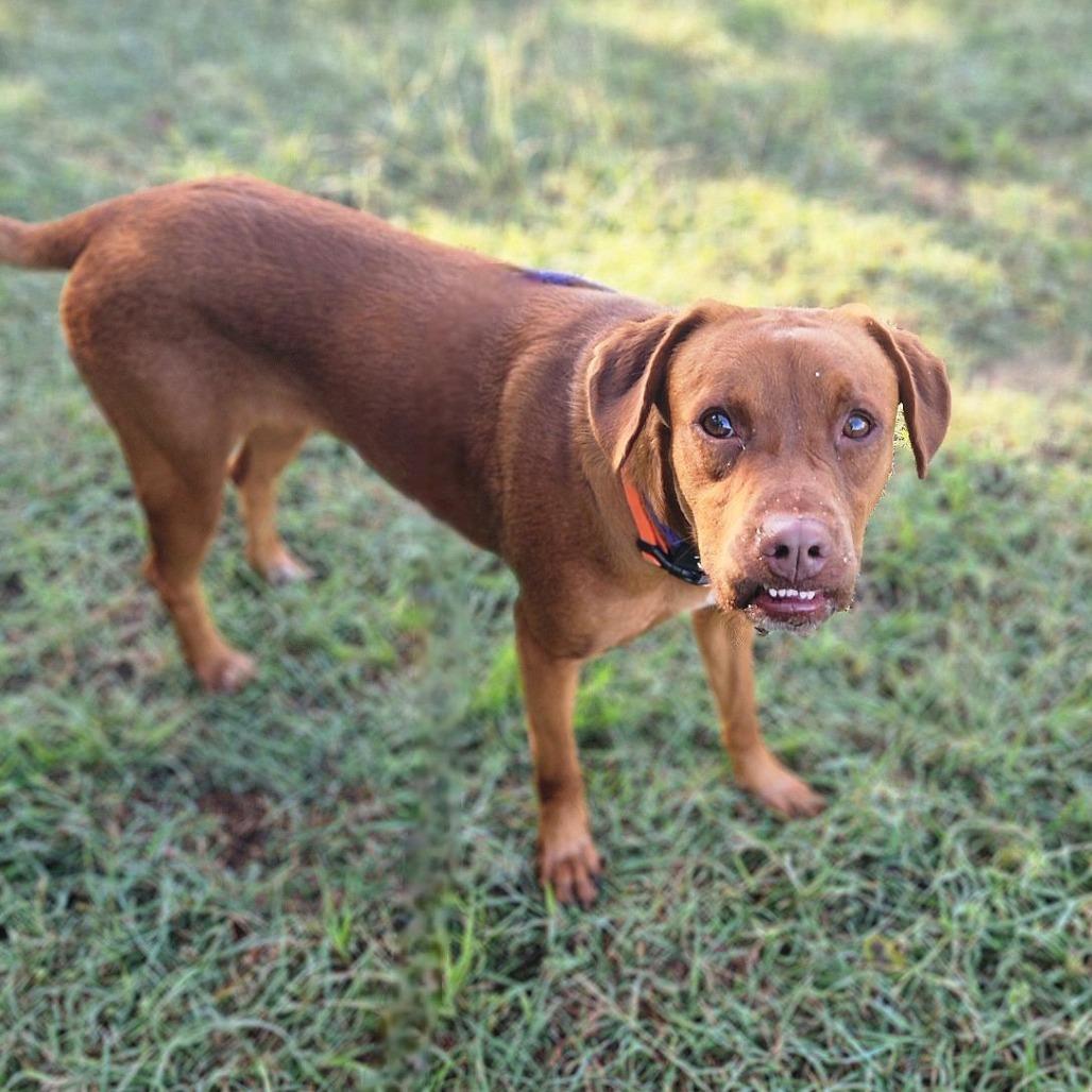 Aphrodite, a Adoptable Mixed Breed in Denison, TX image 6/6