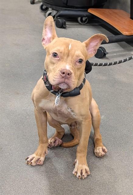 DARBY, Adoptable, Young Female Pit Bull Terrier.