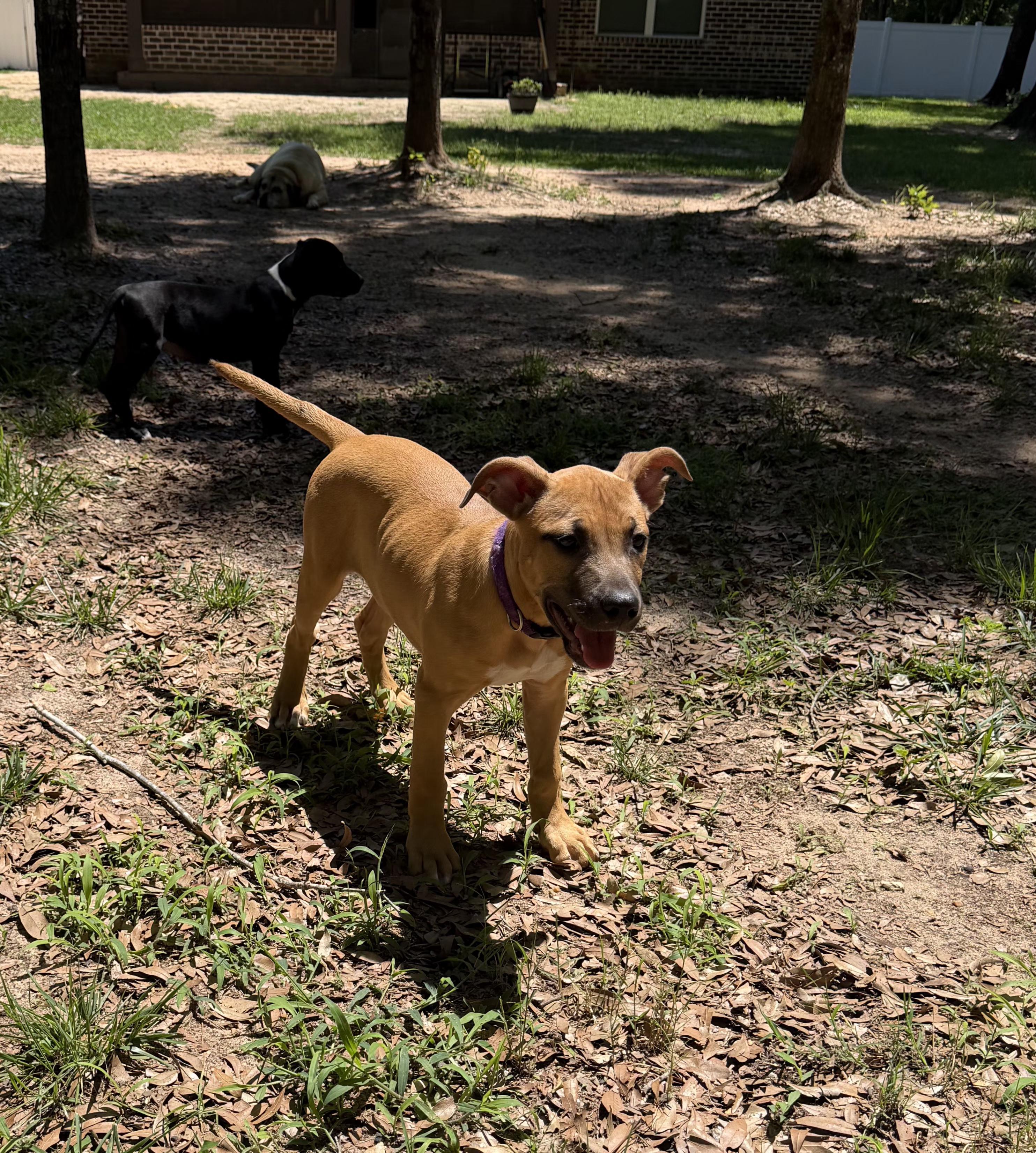 Enlarge Sadie, a ADOPTABLE mixed breed in Pace, FL image 1/1