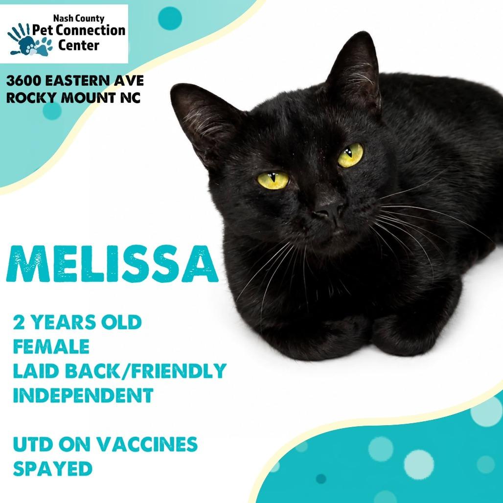 MELISSA MEDICAL HOLD!, Adoptable, Adult Female Domestic Short Hair.