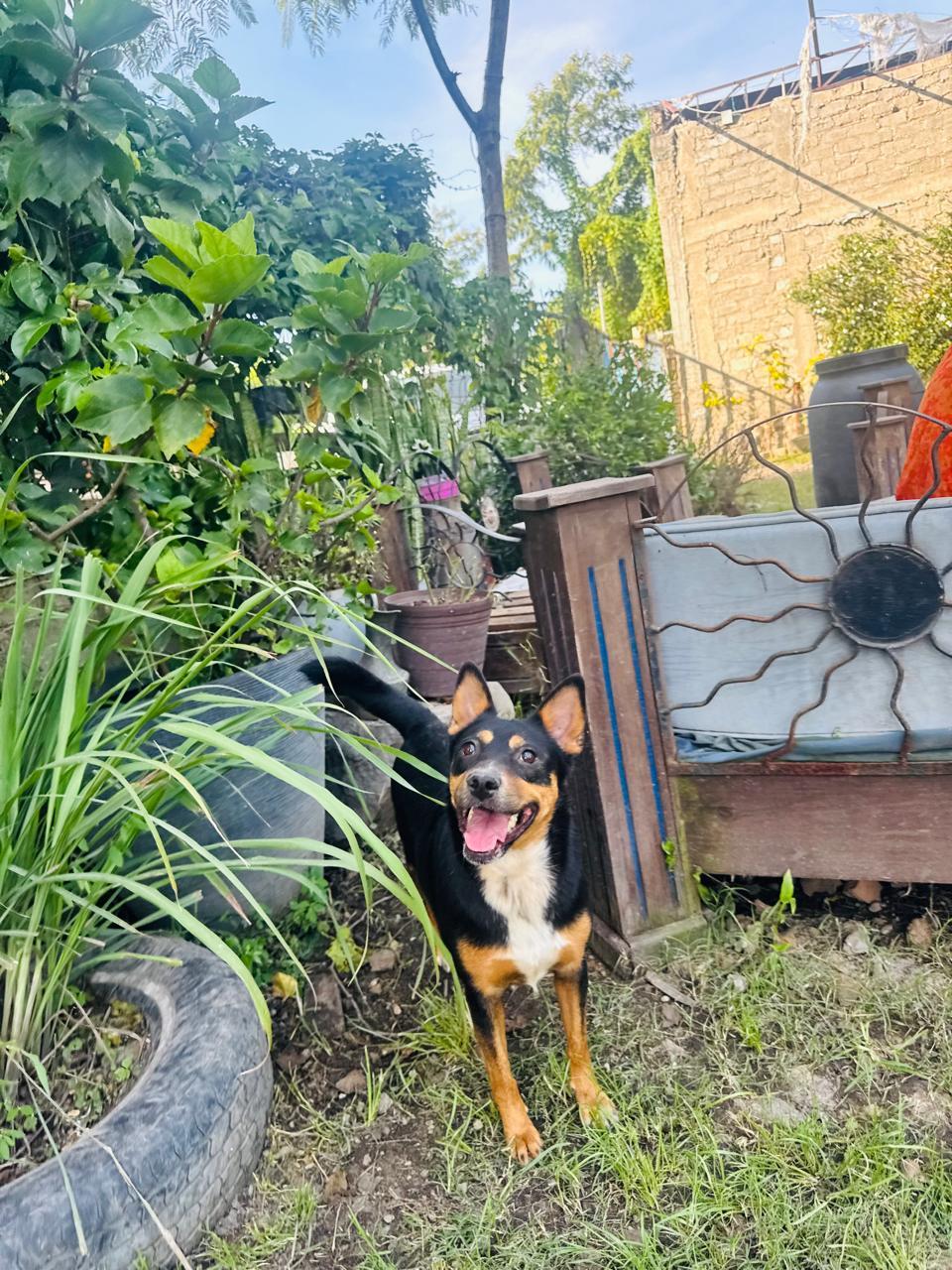 LUCY, an adoptable Labrador Retriever in Sammamish, WA, 98075 | Photo Image 3