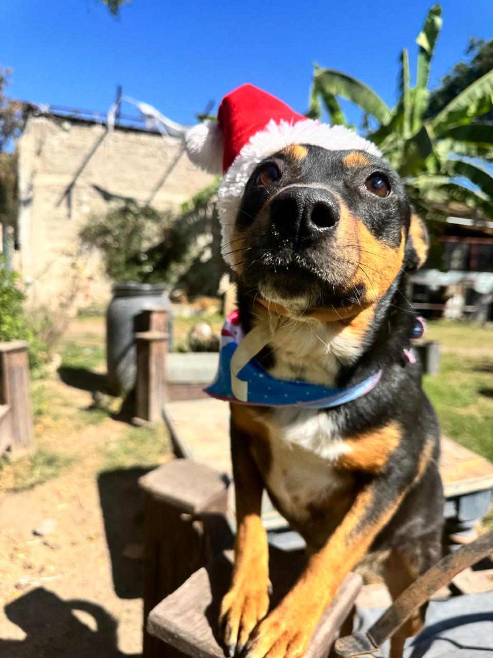 LUCY, Adoptable, Adult Female Labrador Retriever.