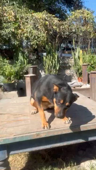 Enlarge LUCY, a Adoptable Labrador Retriever in Sammamish, WA video 2/3