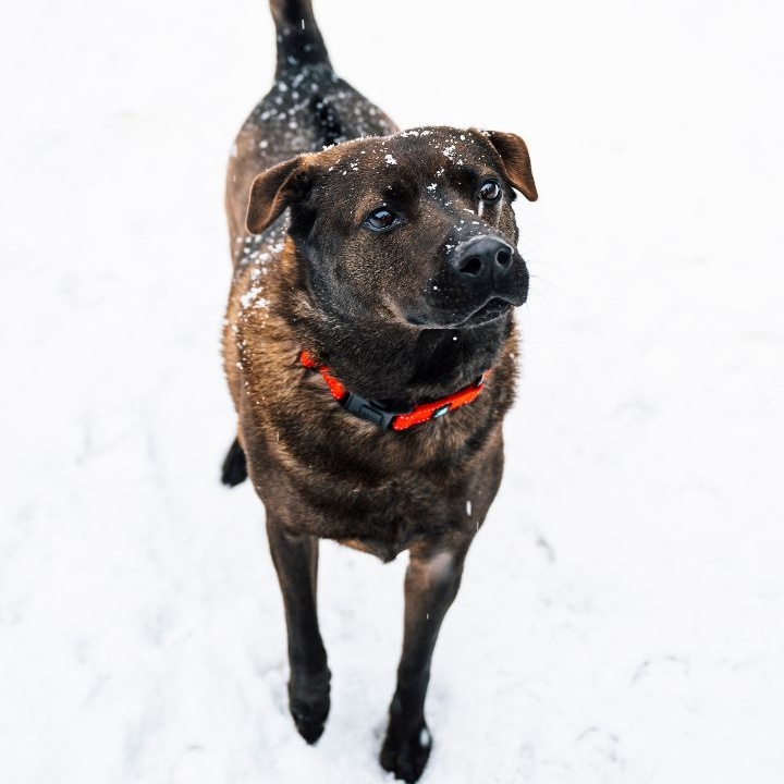 Shadow, a Adoptable Shar-Pei in Paris, ME image 5/8