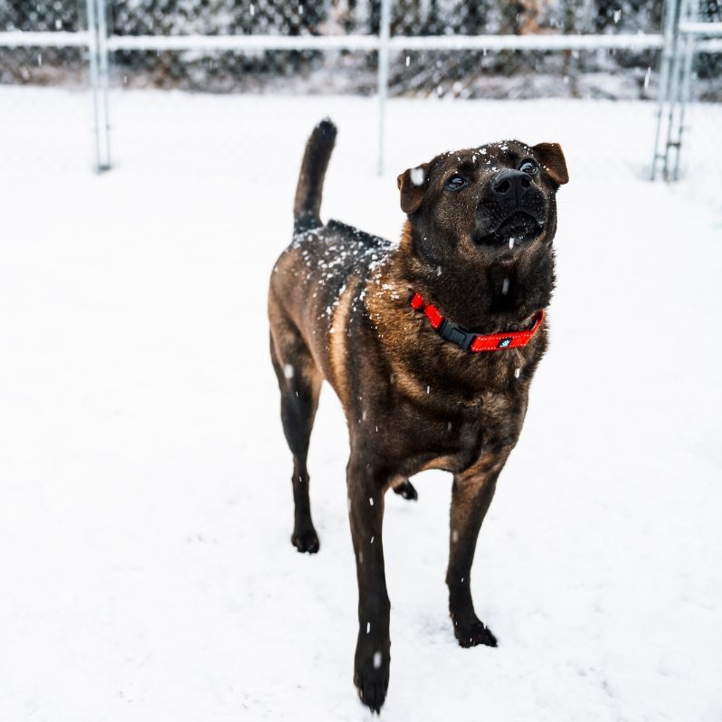 Shadow, a Adoptable Shar-Pei in Paris, ME image 6/8