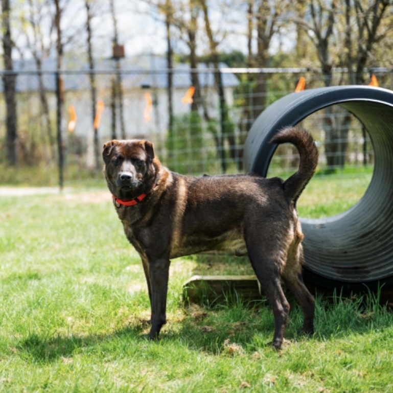 Shadow, a Adoptable Shar-Pei in Paris, ME image 4/8