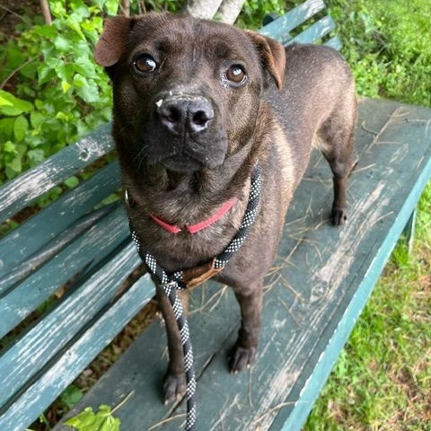 Enlarge Shadow, a Adoptable Shar-Pei in Paris, ME image 7/8
