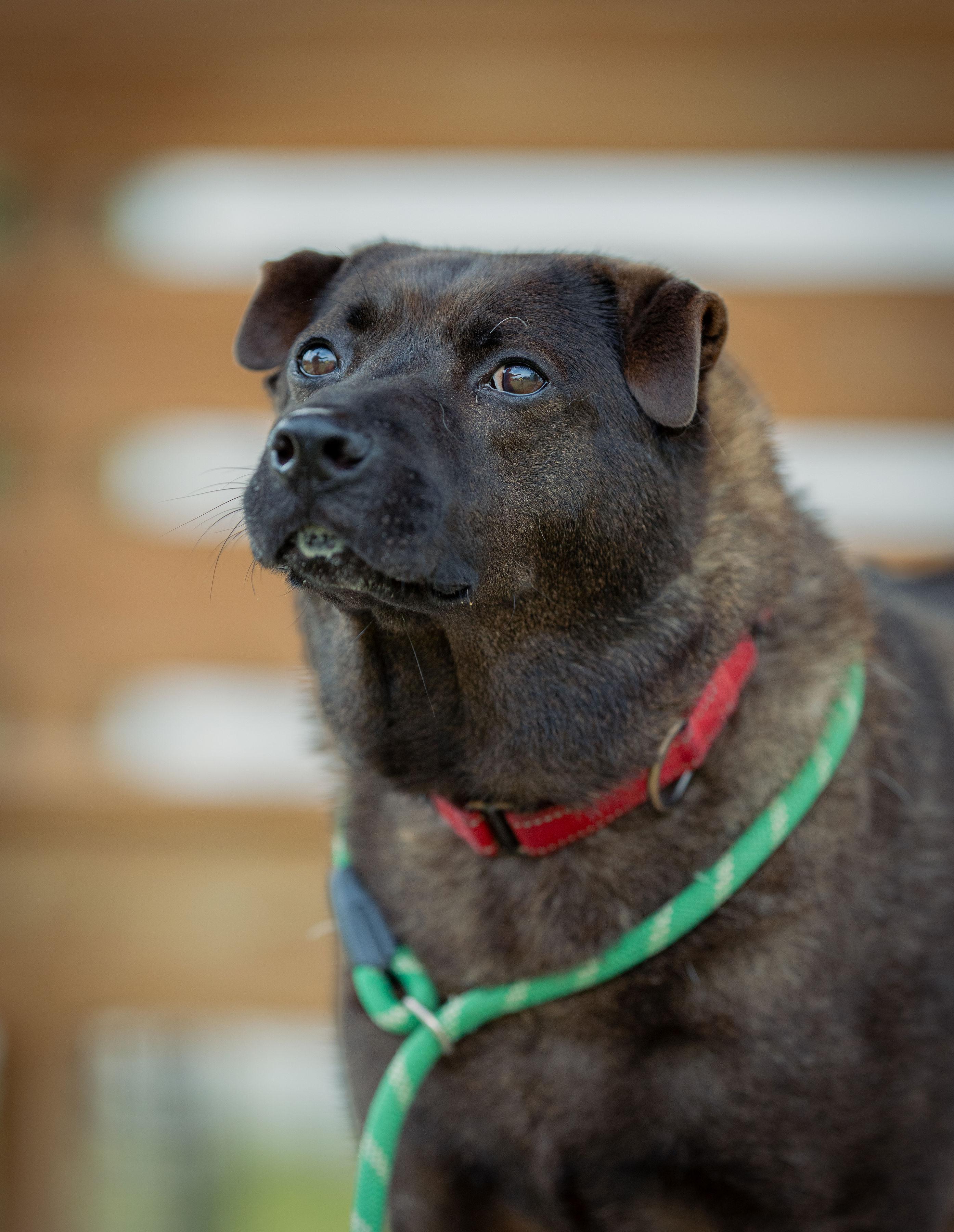 Shadow, Adoptable, Adult Male Shar-Pei.