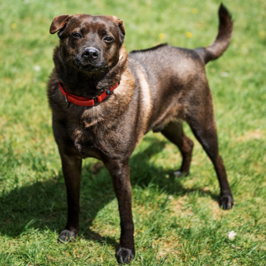 Shadow, a Adoptable Shar-Pei in Paris, ME image 1/8