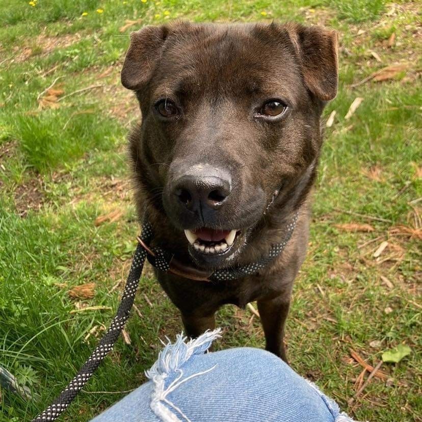 Enlarge Shadow, a Adoptable Shar-Pei in Paris, ME image 8/8