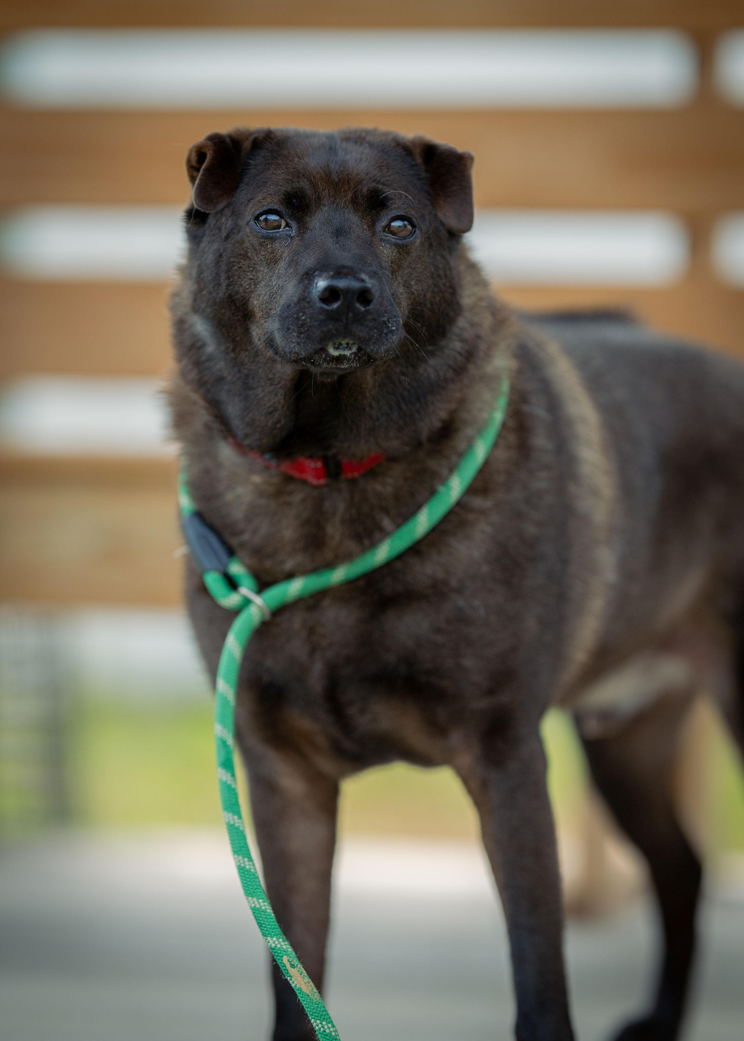 Shadow, a Adoptable Shar-Pei in Paris, ME image 4/6
